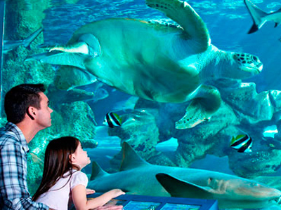 Oceanarium