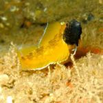 Black-faced-Blenny.jpg