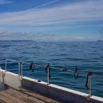 Copyright © Swanage Boat Charters Ltd
